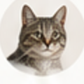 Kedi