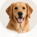 Köpek